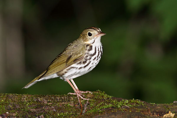 Ovenbird © Russ Chantler